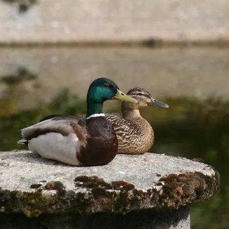 'am Vogelherd' 公寓