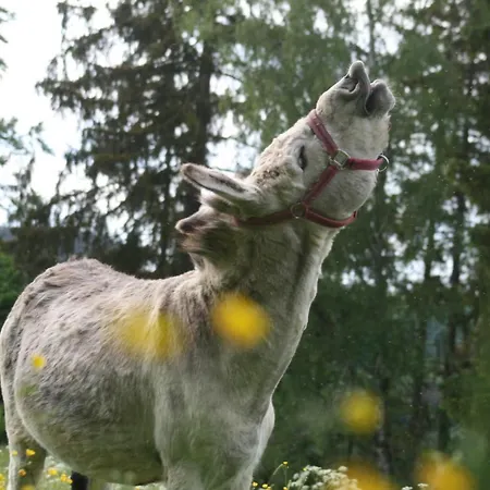 'am Vogelherd' Apartmán Schleiz