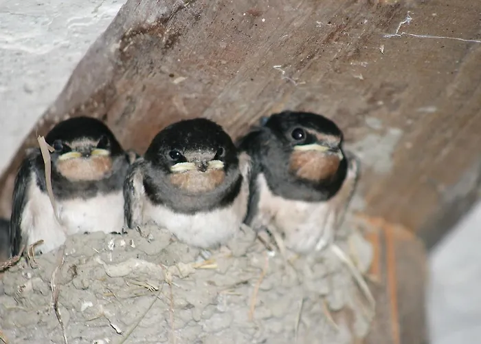 'am Vogelherd' Schleiz