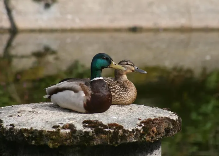 'am Vogelherd' Appartement