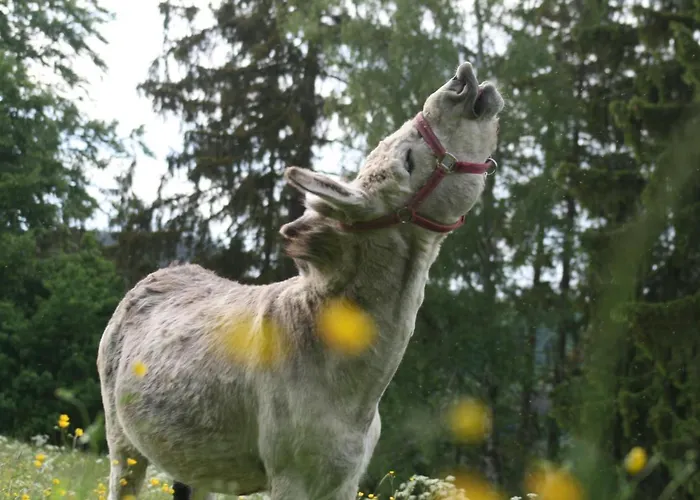 'am Vogelherd' Appartement Schleiz