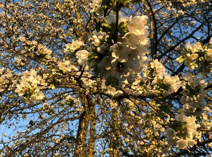 'am Vogelherd' Schleiz